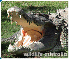 Indigenous Australian Species