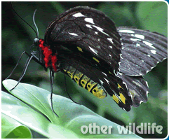 Other Wildlife and Flora