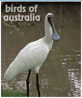 Australia's Beautiful Birds