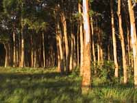 Macleans Firewood