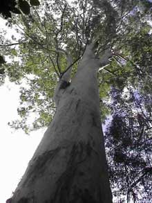 Massive Gum Tree