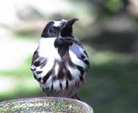 Varied Honeyeater