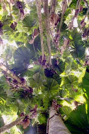 Rainforest Canopy