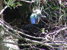 Catching Sight of the Infamous Cassowary