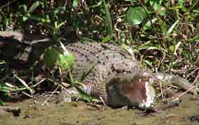 A Wild Croc on the Daintree