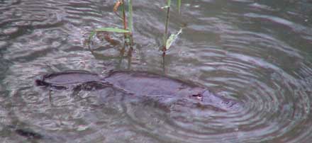 A Platypus Comes Up For Air