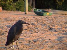 Grumpy Looking Heron