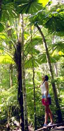 Fan Palms in Cape Trib Rainforest