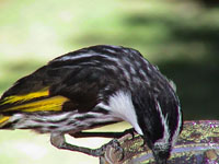 Varied Honeyeater