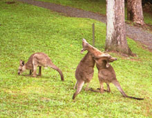 Kangaroos Practice Their Fighting