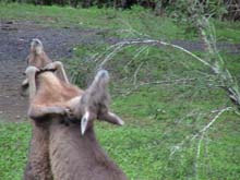 Roos Still Fighting