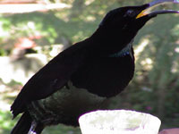 Victoria's Riflebird