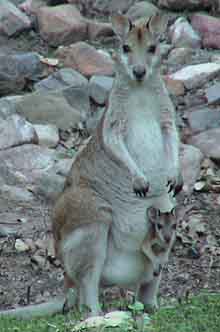 Wallaby with Joey keeping their distance
