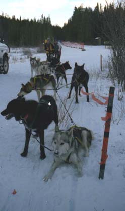 Husky Sledging in Banff