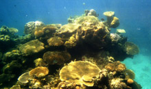 Coral Reef from the Yellow Submarine